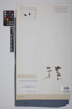 Euphorbia