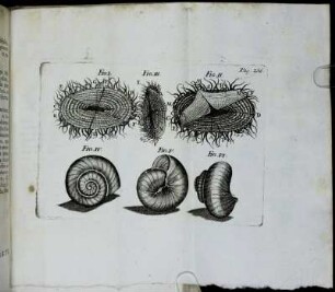 Fig. I. - Fig. VI. Pag. 236.