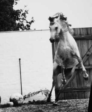 Nahbay, Ganslberg 1989 : Pferd Nahbay im Sprung