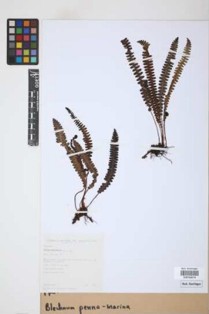 Blechnum penna-marina (Poir.) Kuhn