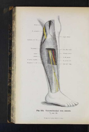Fig. 112. Unterschenkel von aussen.