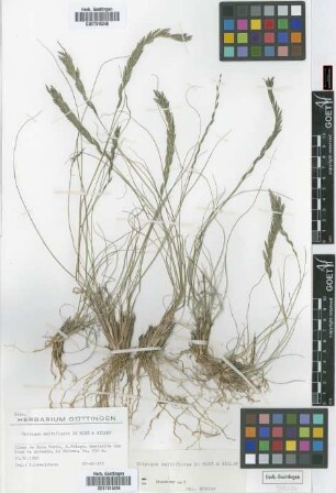 Tripogon multiflorus Mire & H.Gillet