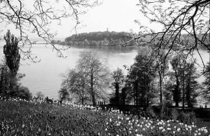 Mainau, Insel Mainau: Pressefahrt mit der DB, Tulpenblüte auf der Mainau; Blick von der Frühlingstraße