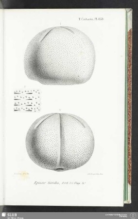 Pl. 859