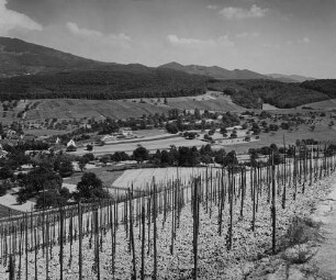 Archivfotografie "oberrhein_voegisheim_5064"