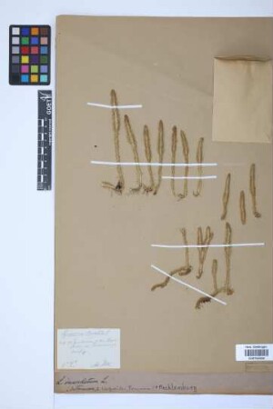 Lycopodiella inundata (L.) J. Holub