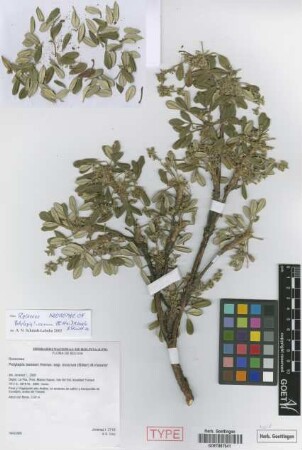 Polylepis incana Kunth subsp. incarum Bitter[isoneotype]