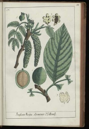 28. Juglans Regia. Gemeiner Wallnuß