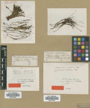 Polytrichum rufisetum Wilson [isolectotype]
