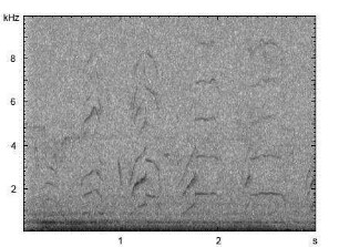 Haushund | Canis lupus f. familiaris - Winseln