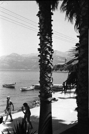 Lopud: Strand, Durchblick durch Palmenhain