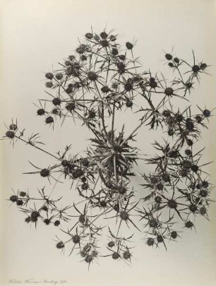 Distel