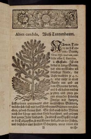 1-5, Abies candida; Abies rubra