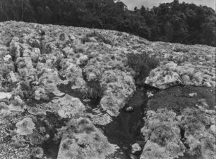 Flechten : Von Flechten überzogene Felsen