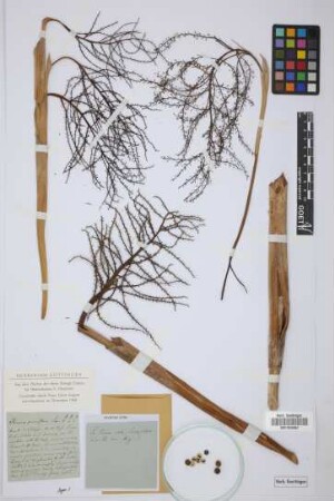 Thrinax parviflora Sw.
