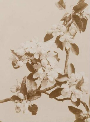 Kirschblüten