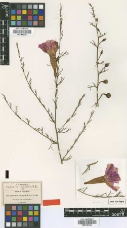 Ipomoea pringlei A.Gray [type]