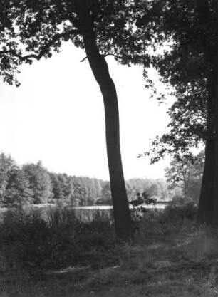 Coswig (Anhalt). Walkmühlenteich