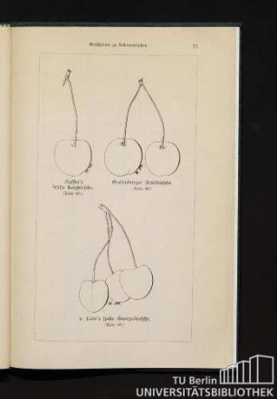 Kassin's frühe Herzkirsche. Grafenburger Frühkirsche. v. Lade's späte Knorpelkirsche.