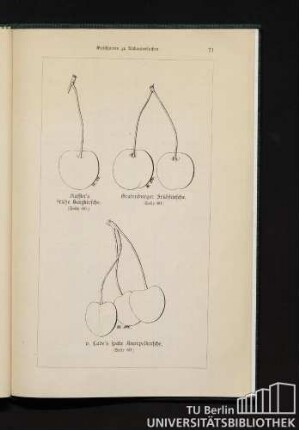 Kassin's frühe Herzkirsche. Grafenburger Frühkirsche. v. Lade's späte Knorpelkirsche.
