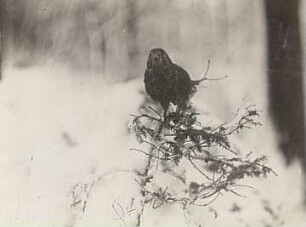 Rochlitzer Berg. Turmfalke (Falco tinnunculus L.). Adulter Vogel im Winter