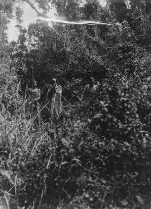 Vegetation der Virunga-Vulkane : Die Vegetationslandschaft im Gebiet der Virunga-Vulkane. In der Bildmitte stehen drei Personen, vermutlich Begleiter der Forschungsgruppe