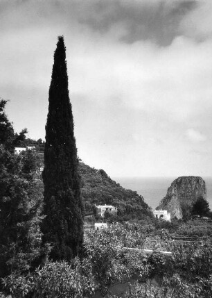 Reisefotos. Capri. Landschaft mit Zypresse