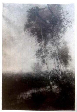 unbenannt [Birken am Wasser]