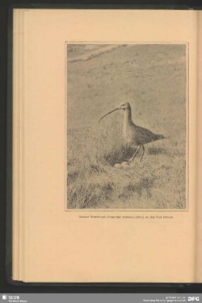 Grosser Brachvogel, Numenius arquatus, Linn., an das Nest tretend