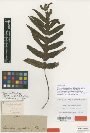 Polypodium pustulatum G.Forst. [type]