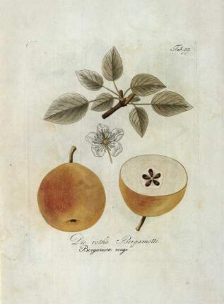 Tab. 99. Die rothe Bergamotte [...]