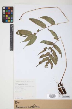 Blechnum cordatum (Desv.) Hieron.