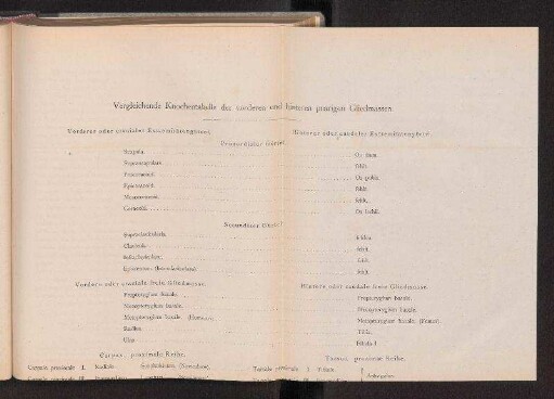Vergleichende Knochentabelle der vorderen und hinteren paarigen Gliedmassen.
