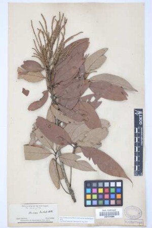 Quercus dealbata Hook.f. & Thomson ex Miq.