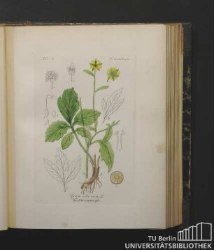 Potentilleae. Geum urbanum L. Nelkenwurzel.