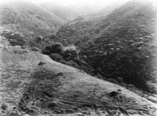 Vegetation : Vegetation einer Berglandschaft nördlich der Halbinsel San Franciscos