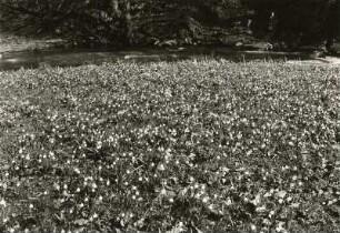 Märzenbecher (Frühlings-Knotenblume, auch Märzenbecher, Märzbecher, Märzglöckchen oder Großes Schneeglöckchen, Leucojum vernum). Polenztal unterhalb der Bockmühle