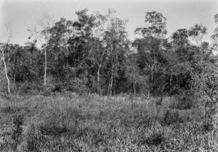 Wald : Ein Wald in der brasilianischen Savanne.