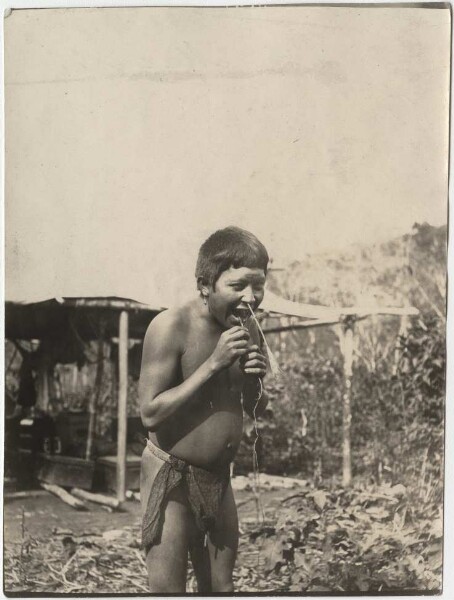 Macuxi Indians clean their noses with a bast string, which is said to be good for hunting.