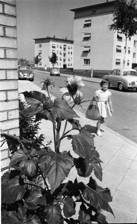 Sonnenblumen.