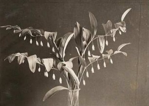 Vielblütige Weißwurz (Polygonatum multiflorum), auch Vielblütiges Salomonssiegel, Wald-Weißwurz oder Wald-Salomonssiegel