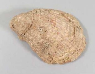 Muschelschale