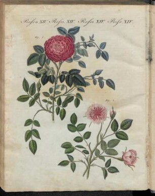 No. 50. Rosen. XIV. Rosen-Arten.
