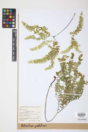 Adiantum pedatum L.