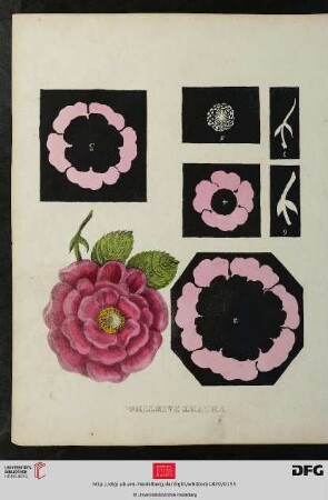 [Tafel 41-42] Velvet Painting
