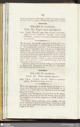 Solarium discoideum. Tab. XI. - Upper right hand figures