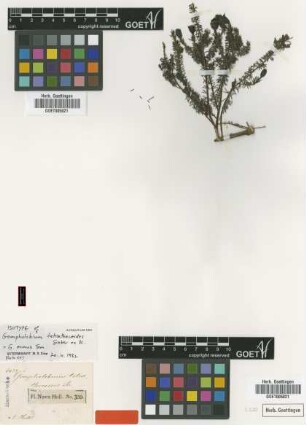 Gompholobium tetrathecoides Sieber ex DC. [isotype]