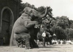 Indische Elefanten (links Elefantenkuh Karla) im Zoologischen Garten Dresden