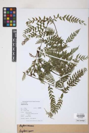 Asplenium spec.