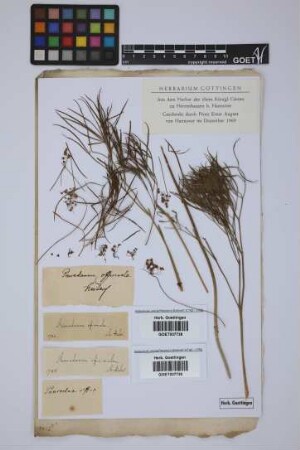 Peucedanum officinale L.